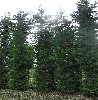 Cupressocyparis leylandii